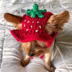 Crochet Strawberry Bucket Pet Hat, Cute Funny Cat Hat, Custom Dog Outfit, Girly Small Dog Costume, Kitten Clothing, Puppy Wear image 3