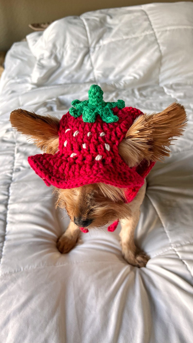 Crochet Strawberry Bucket Pet Hat, Cute Funny Cat Hat, Custom Dog Outfit, Girly Small Dog Costume, Kitten Clothing, Puppy Wear image 3