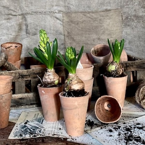 Antique French set of 15 antique seedling pots, garden pot, terracotta pot, plant pot