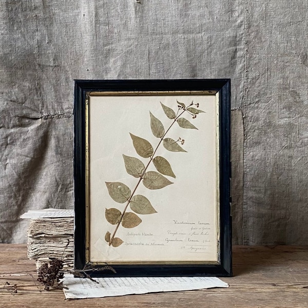 Magnificent antique French herbarium leaf in a black frame with gold fillet, "Asclépiade blanche ", (A)
