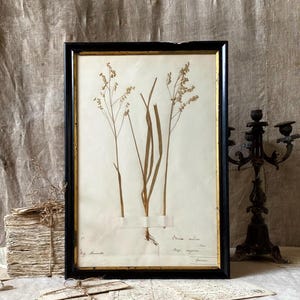 Magnificent antique large French herbarium leaf in a black frame with gold fillet, "Brira Media", XIXth  (A)