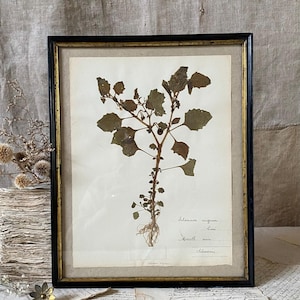 Magnificent antique French herbarium leaf in a black frame with gold fillet, "Solanum nigrum", XIXth  (A)