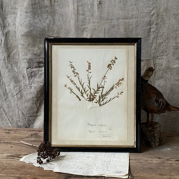 Magnificent antique French herbarium leaf in a black frame with gold fillet, "Polygala Vulgaris", XIXth  (A)