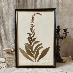 Magnificent antique large French herbarium leaf in a black frame with gold fillet, "Digitalis lutea", XIXth  (A)