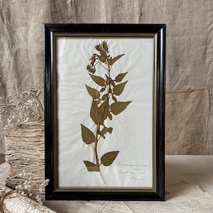 Magnificent antique French herbarium leaves in black frame with gold fillet, "Solanum " 19th century