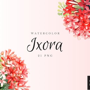 Aquarelle Ixora Clipart PNG ensemble de 21, Ixora Floral Flower Bouquet PNG, Illustration numérique, pas de fond, éléments de mariage, fleur Ixora
