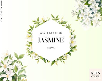 Puede incluir: Ilustración de acuarela de flores blancas de jazmín con hojas verdes. La ilustración está sobre un fondo verde claro e incluye el texto "WATERCOLOR JASMINE 55 PNG".