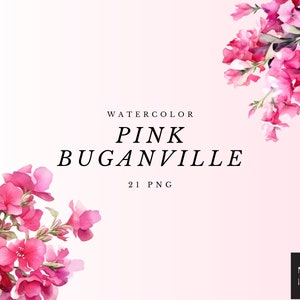 Aquarell Buganville Blumen Clipart, Aquarell PNG Bundle, Buganville Art, Rosa Buganville, Sommer und Frühling Clipart, kommerzielle Nutzung