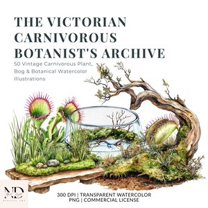 以下が含まれることがあります： 「The Victorian Carnivorous Botanist's Archive」と題されたデジタルコレクションで、食虫植物、湿地、植物の水彩画イラスト50点が収録されています。画像には、ハエトリグサ、苔、流木が入ったガラス製のテラリウムが描かれています。
