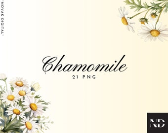 Aquarell Kamille Blume Clipart, Blumenstrauß PNG Set (digitaler Download)
