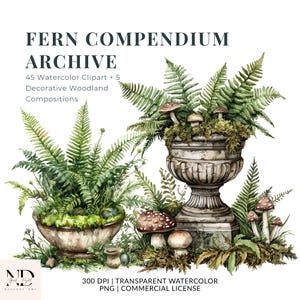 Fern Compendium Archive, Fern Clipart PNG, Watercolor Fern Bundle, Woodland Botanical Graphics, Forest Plant Illustrations