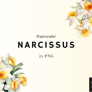 Watercolor Narcissus Clipart PNG Set of 21, Narcissus Floral Flower Bouquet PNG, Digital Illustration, No Background, Wedding Elements