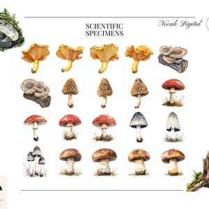 Detailed scientific watercolor illustration of Amanita Muscaria and various wild forest mushrooms.