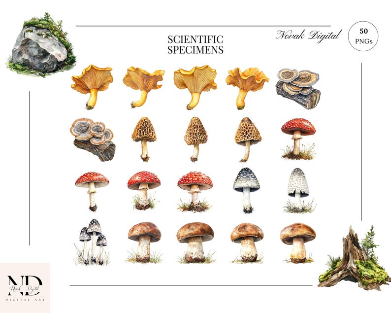 Detailed scientific watercolor illustration of Amanita Muscaria and various wild forest mushrooms.