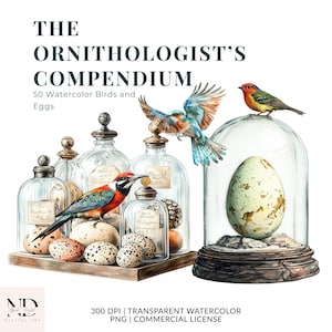 The Ornithologist’s Golden Compendium: 50 Bird Egg PNGs - Feather Clipart - Vintage Avian Specimen Art - Nature Junk Journal Kit - Ephemera
