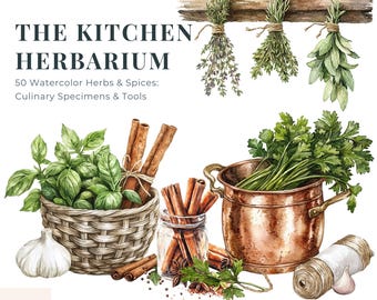 Clipart di erbe aromatiche - PNG culinario, arte dell'erbario da cucina, grafica delle spezie, studio botanico, materiale effimero per junk journal, basilico ad acquerello, rosmarino PNG