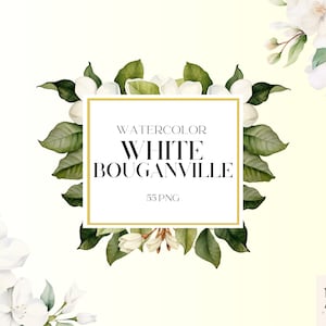 Aquarell weiße Bouganville Blumen Clipart, Bouganville, Aquarell PNG Bundle, Sommer und Frühling Clipart, Buganville Art, kommerzielle Nutzung