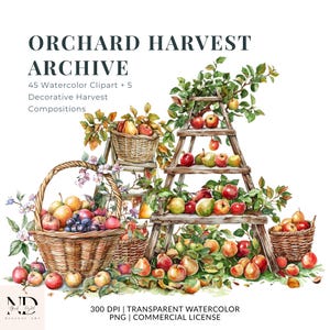 Puede incluir: Ilustración en acuarela titulada ORCHARD HARVEST ARCHIVE que presenta 45 imágenes prediseñadas en acuarela y 5 composiciones decorativas de cosecha. La imagen muestra cestas de mimbre y una escalera de madera con manzanas, peras y hojas.