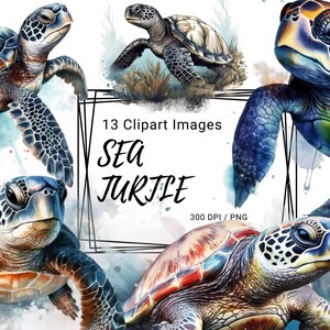 File PNG Clipart, tartarughe marine, 13 disegni per il download digitale