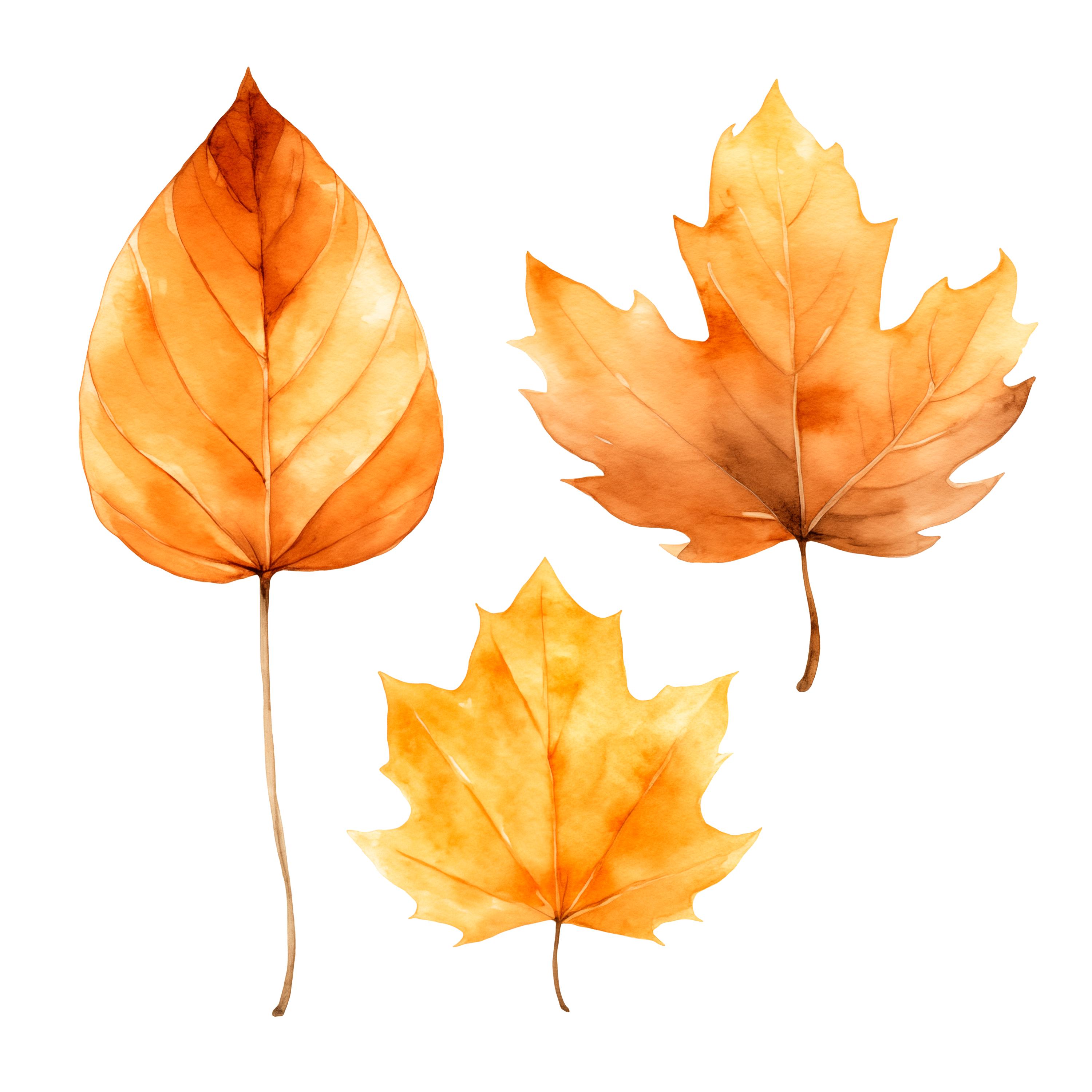 10 PNG Watercolor Fall Leaves Clipart, Autumn Leaves Clipart, Fall Leaf ...