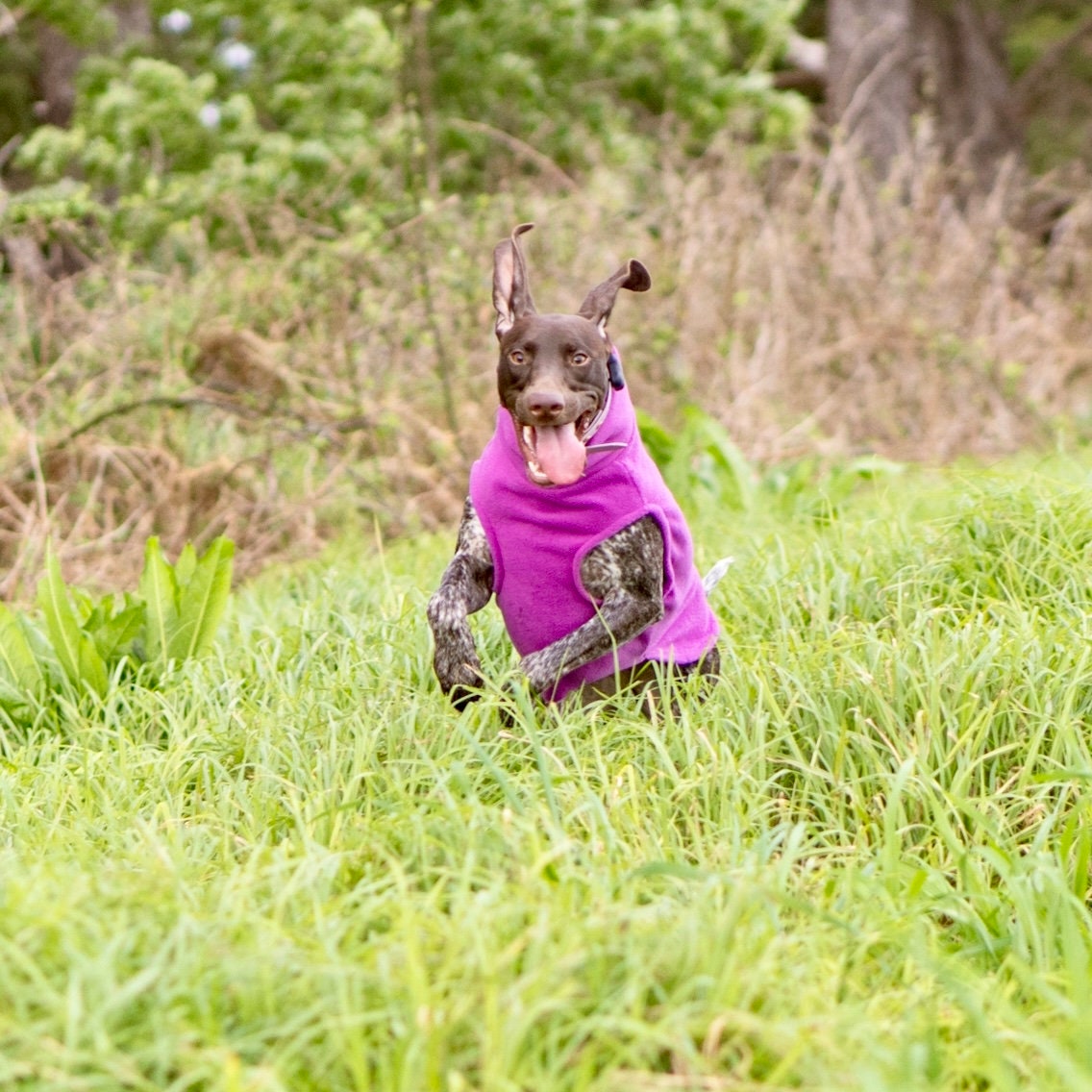 Warm Dog Coat for Winter Puppy Jumper With Turtleneck Etsy Australia