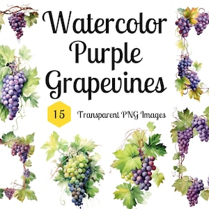 Watercolor Purple Grapevines Clipart - grapevine bouquets, frames, and wreaths - Transparent Background PNG instant download commercial use
