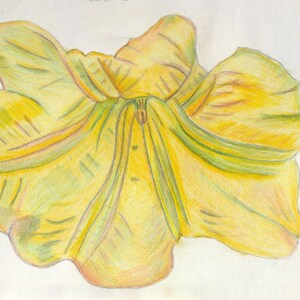 Impression d'art carte postale fleur jaune | Impression A6 | Double face | Sans cadre | Botanique | Motif floral | Art mural | Imprimé floral | Illustration