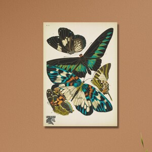 Papillons,plate10,by Emile Allain Séguy ,1925,Emile Allain ART, Papillons decor,Papillons poster,Papillons picture,room decor, ready to hang