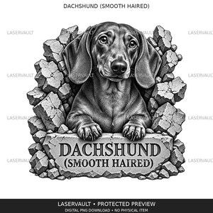 May include: A black and white graphic illustration of a smooth-haired dachshund peeking through a broken stone wall. The dog rests its front paws on a stone slab engraved with the text DACHSHUND (SMOOTH HAIRED) in a bold, serif font.