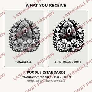 K&ouml;nnte beinhalten: Zwei digitale Grafikdesigns eines Standardpudels, eingerahmt von steinartigen Texturen. Eine Version ist in Graustufen, die andere in strengem Schwarz-Wei&szlig;. Beide zeigen den Text POODLE (STANDARD) auf einer Steinplatte unter dem Hund.