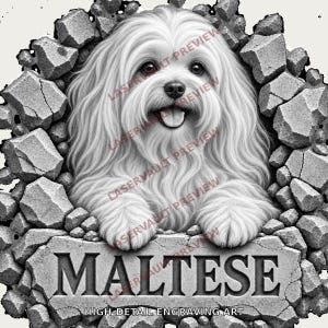以下が含まれることがあります： ひび割れた石壁から現れる長毛のマルチーズ犬を描いた白黒のグラフィックイラスト。犬は舌を出して幸せそうな表情をしています。犬の下には、石板に彫られた「MALTESE」という文字があります。