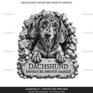 Op de afbeelding: Een zwart-witte grafische illustratie van een kortharige dwergteckel die door een gebarsten stenen muur kijkt. De hond rust zijn poten op een stenen plaat met de tekst DACHSHUND (MINIATURE SMOOTH HAIRED) in dikgedrukte letters.