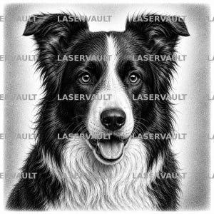 Puede incluir: Un dibujo a lápiz en blanco y negro de un perro Border Collie con una mancha blanca en la cara y el pecho, orejas alertas y la boca abierta. La imagen presenta el texto repetido LASERVAULT superpuesto en todo el retrato.