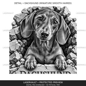 Op de afbeelding: Een zwart-wit grafische illustratie van een kortharige dwergteckel die door een gat in een gebarsten stenen muur kijkt. De hond heeft grote ogen en hangende oren, met de voorpoten rustend op de rand van het gebroken stenen oppervlak.