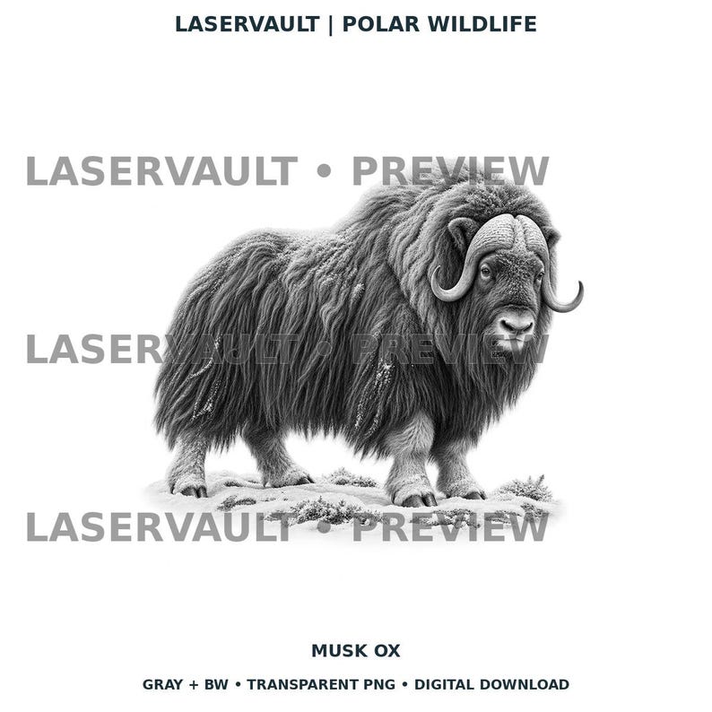 Op de afbeelding: Een zwart-witte digitale illustratie van een muskusos met lange, ruige vacht en gekromde hoorns. De afbeelding bevat de tekst LASERVAULT | POLAR WILDLIFE, LASERVAULT &bull; PREVIEW en MUSK OX GRAY + BW &bull; TRANSPARENT PNG &bull; DIGITAL DOWNLOAD.
