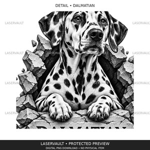 Puede incluir: Una ilustraci&oacute;n gr&aacute;fica en blanco y negro de un perro d&aacute;lmata emergiendo de una pared de piedra agrietada. El perro tiene manchas oscuras caracter&iacute;sticas sobre su pelaje blanco. El texto DETAIL &bull; DALMATIAN aparece arriba con marcas de agua.