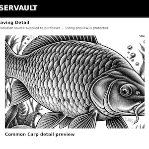 Puede incluir: Una ilustraci&oacute;n en blanco y negro estilo grabado de una carpa com&uacute;n con escamas, aletas y barbillones detallados, rodeada de plantas acu&aacute;ticas y burbujas. El texto LASERVAULT, Engraving Detail y Common Carp detail preview es visible.