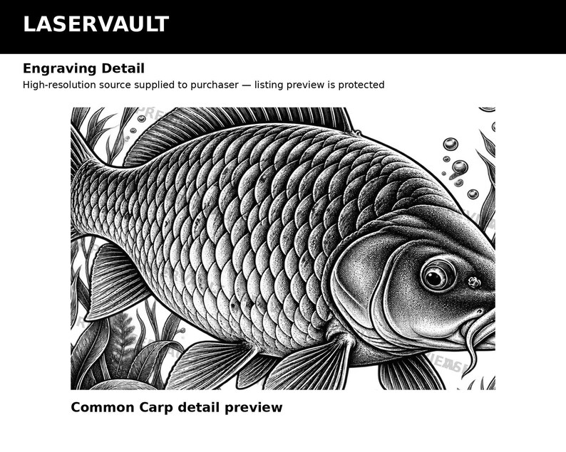 Puede incluir: Una ilustraci&oacute;n en blanco y negro estilo grabado de una carpa com&uacute;n con escamas, aletas y barbillones detallados, rodeada de plantas acu&aacute;ticas y burbujas. El texto LASERVAULT, Engraving Detail y Common Carp detail preview es visible.