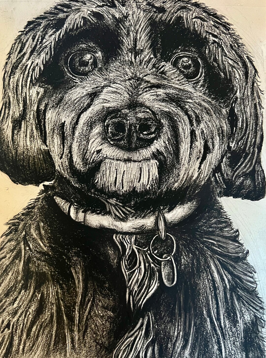Labradoodle Charcoal Drawing Etsy