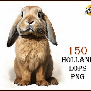 150 Holland Lops Clip Art Designs HD PNG Image Bundle - For T-Shirts, Branding, Tattoos, Greeting Cards Sublimation POD Animal