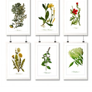 Set van 6 geneeskrachtige planten Medicinale planten prints wanddecoratie moderne geneeskrachtige prints kruiden schoonheidsontwerpen