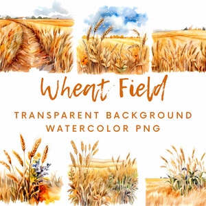 Paquete PNG de imágenes prediseñadas de campos de trigo de acuarela, escenas de paisajes de campos de granja de trigo de verano de acuarela, fondo transparente para uso comercial