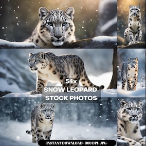 Snow Leopard Photography Stock Photos cinematic, wildlife, snow leopard, for home decor, wall art, posters, game pad, canvas, wallpaper