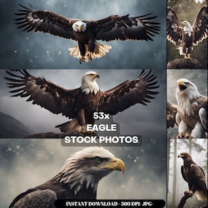 Eagle Photography Stock Photos cinematografico, fauna selvatica, uccello, aquila, per arredamento, arte murale, poster, gamepad, tela, carta da parati