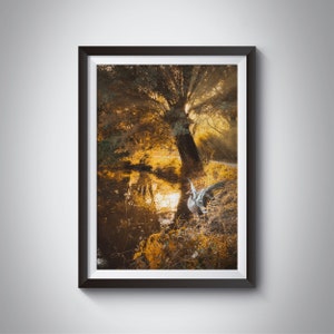 Autunno Hannover Georgengarten Goose Photography Glow Leaves Wall Art Nature Photography