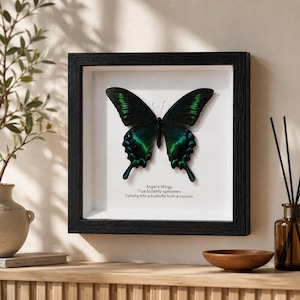 Pode incluir: Um espécime de borboleta emoldurado com uma grande borboleta preta e verde iridescente centrada numa moldura quadrada preta. Abaixo da borboleta, o texto diz: Angel's Wings, True butterfly specimen, Turning into a butterfly from a cocoon.
