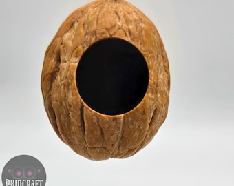 Cachette en noyer, Noyer véritable, Cachette araignée sauteuse, Cachette Spood, Cachette en noyer naturel, Noyer troué, Accessoires araignées sauteuses