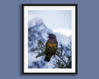 New Zealand Photo Print - Kea Bird | Fiordland New Zealand Wall Art