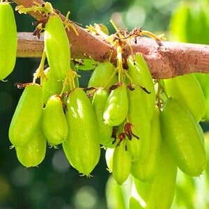 Big Bilimbi chinese live tree gooseberries 2 to 3ft