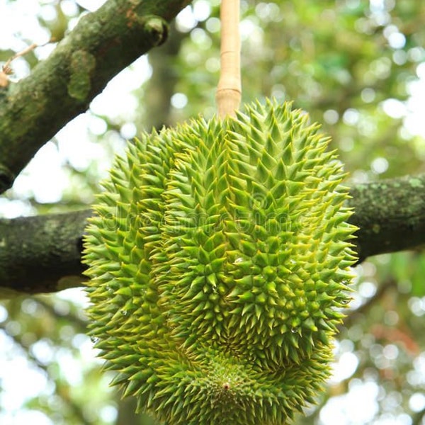 Durian Live tree 1 to 2 ft